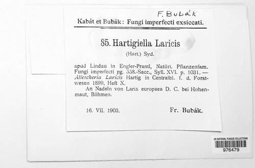 Meria laricis image